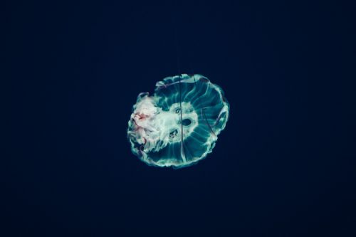 jellyfish aquatic animal