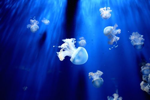 jellyfish aquarium blue