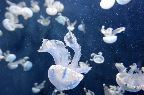 jellyfish aquatic animal