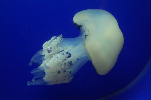jellyfish under water creatures sea