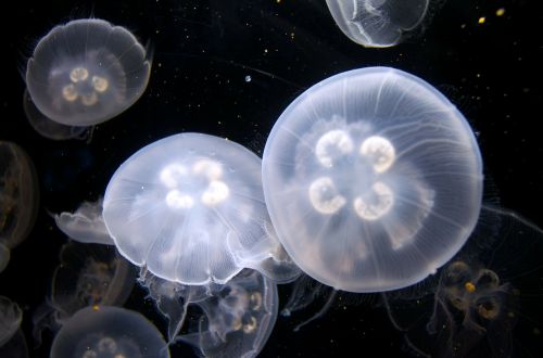 jellyfish aquarium underwater