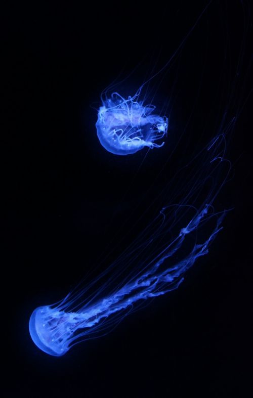 jellyfish aquarium underwater