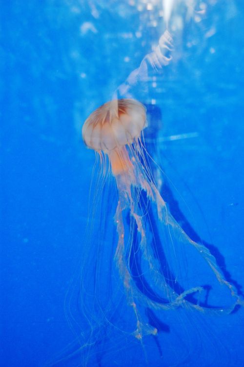 jellyfish aquarium marine