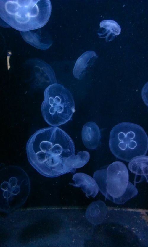 jellyfish blue moon