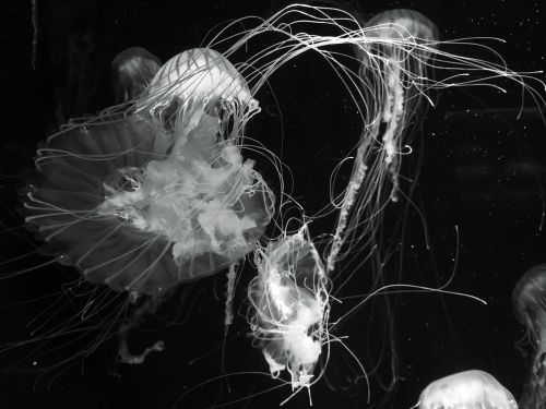 jellyfish ocean underwater
