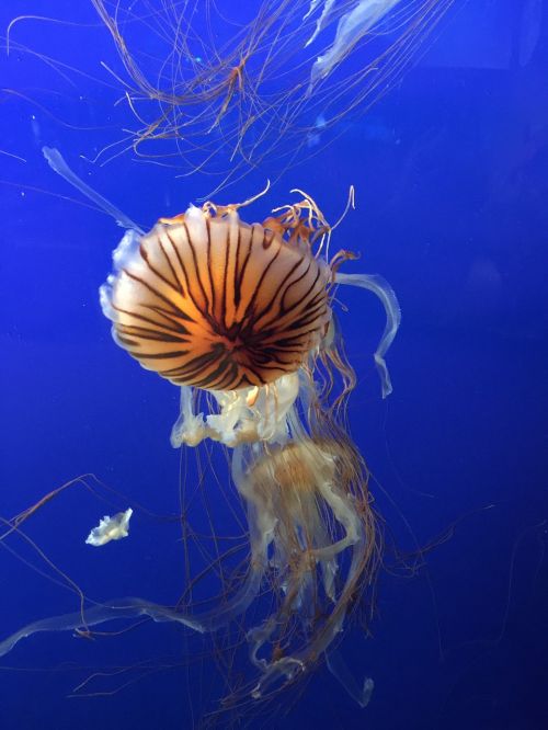 jellyfish sea salt water