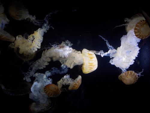 jellyfish aquarium kamo aquarium