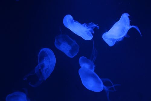 jellyfish oceanarium