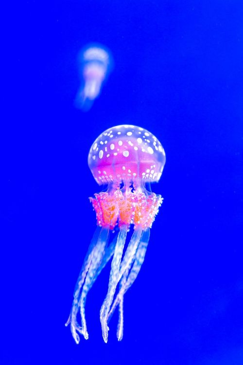 jellyfish desktop underwater