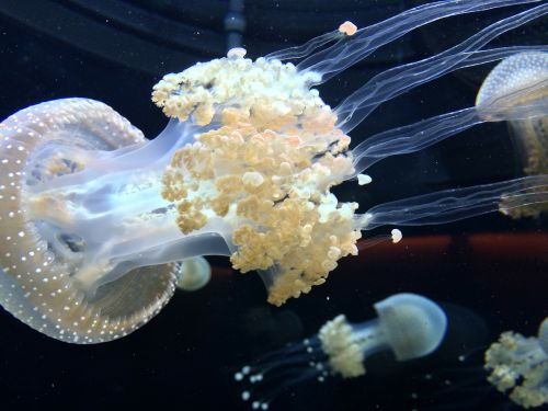 jellyfish tentacles aquarium