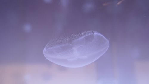jellyfish  water