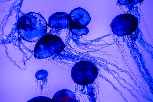 jellyfish  water  ocean