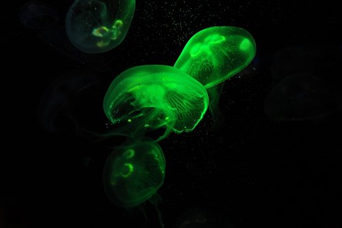 jellyfish  meduse  medusa
