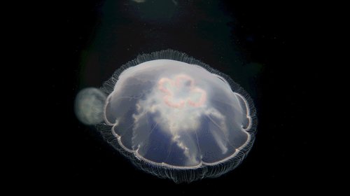 jellyfish  pacific sea nettle  chrysaora fuscescens