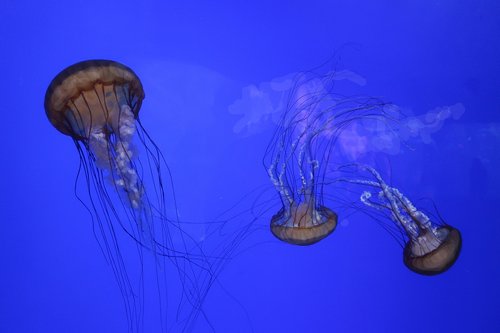 jellyfish  facific sea nettle  ocean