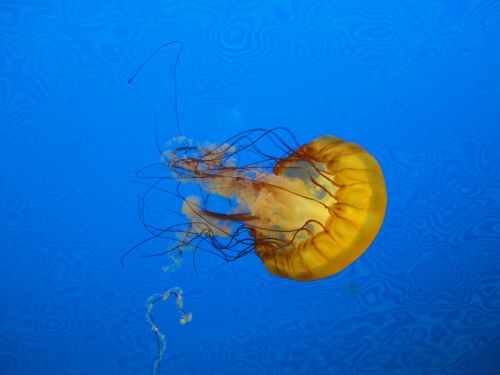 jellyfish blue marine