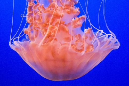 jellyfish blue orange