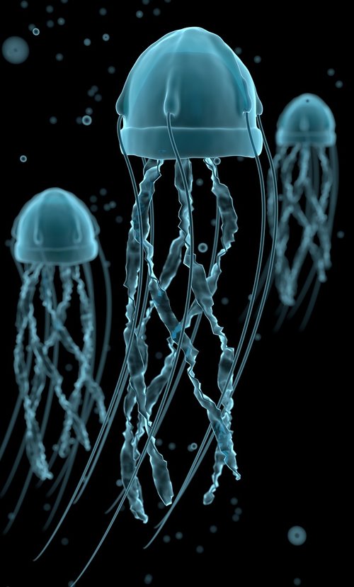 jellyfish  ocean  underwater
