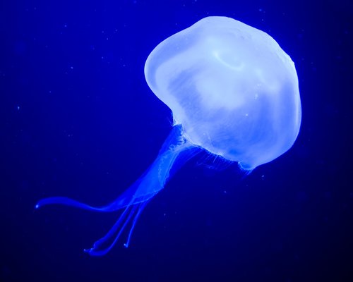 jellyfish  medusa  sea nettle