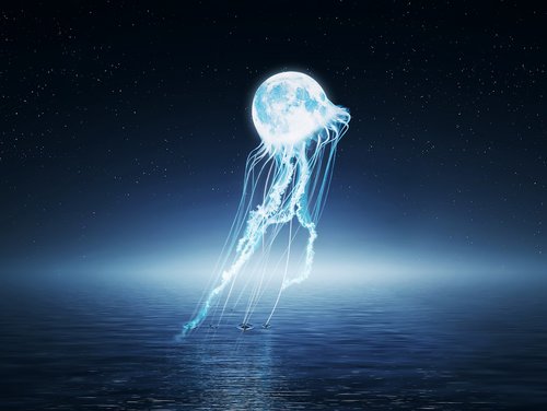 jellyfish  moon  blue