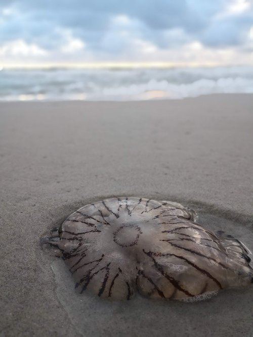 jellyfish  sand  sky
