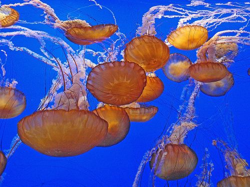 jellyfish sealife animals