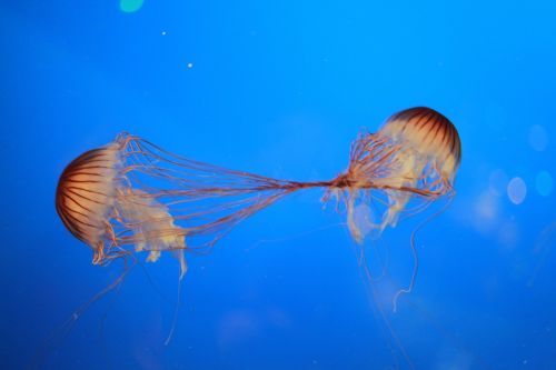 jellyfish ocean creatures