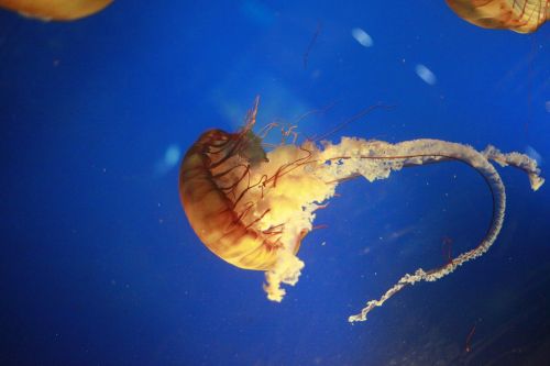 jellyfish tentacles ocean