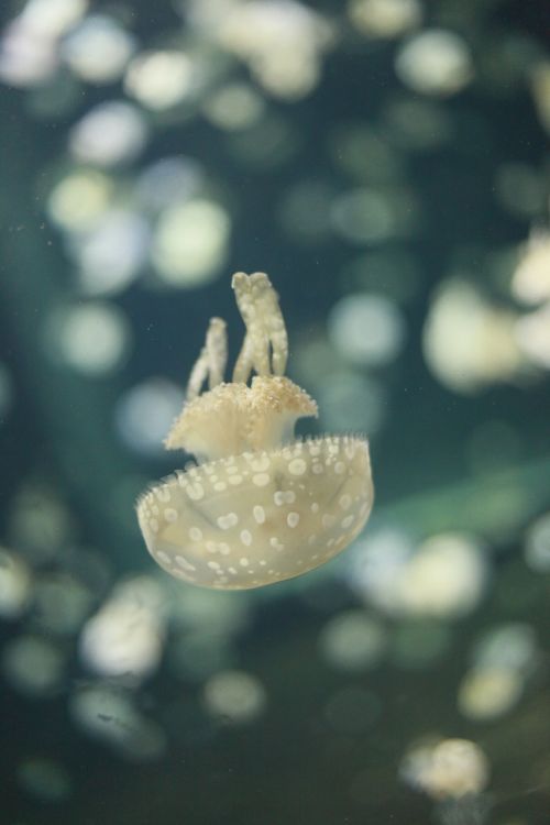 jellyfish aquatic life sea creature