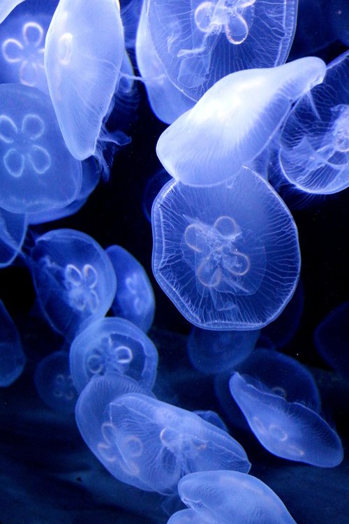jellyfish  animals  blue