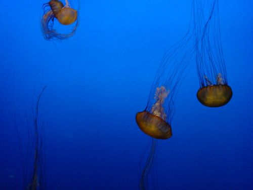 jellyfish sea aquarium