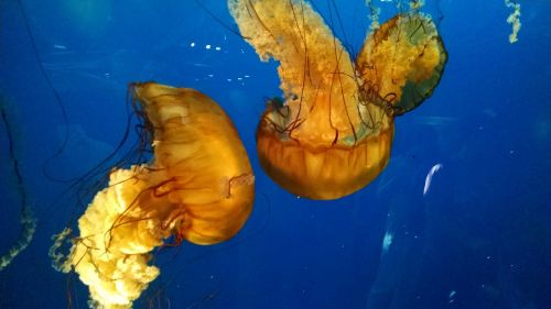 jellyfish life marina