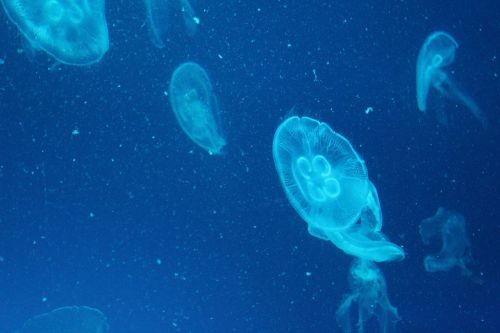jellyfish marine life marine aquarium