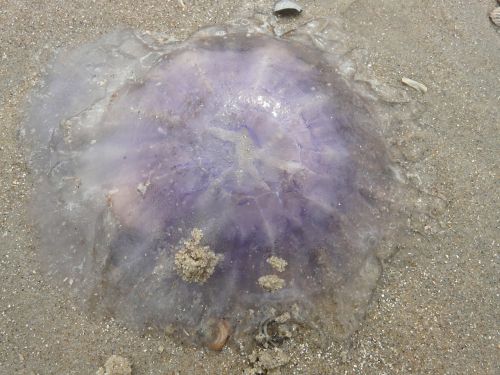jellyfish blue jellyfish cyanea lamarckii