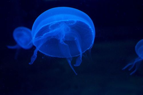 jellyfish schirmqualle moon