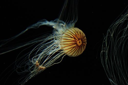 jellyfish animal medusa