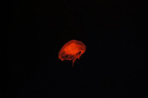 jellyfish water fish