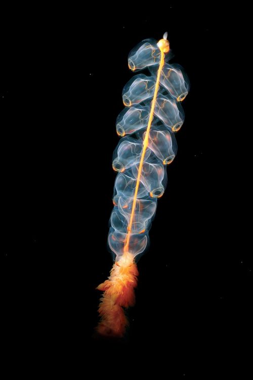 jellyfish cnidarian marrus orthocanna