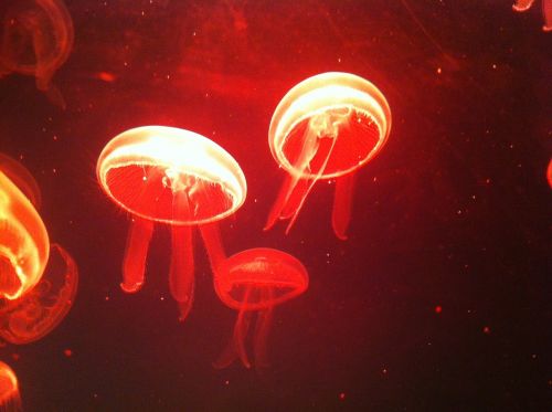 jellyfish sea jeju island