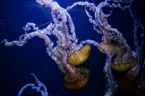 jellyfish underwater ocean