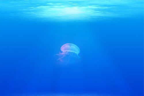 jellyfish under water sea