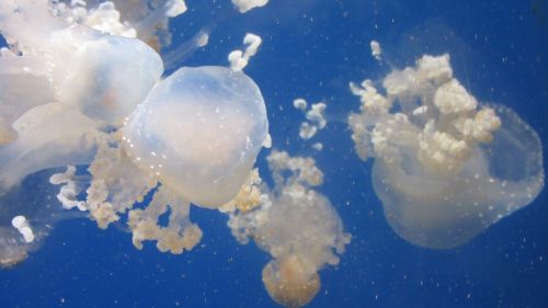 jellyfish aquarium water