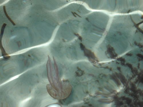 jellyfish sea underwater