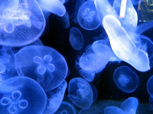 jellyfish sea creature