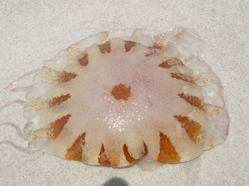 jellyfish brown nature