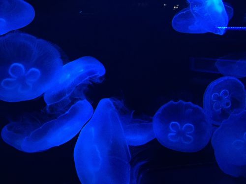 jellyfish haha