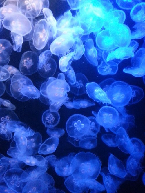jellyfish jelly fish underwater
