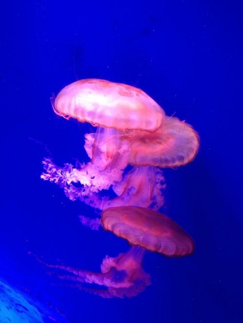jellyfish beautiful blue