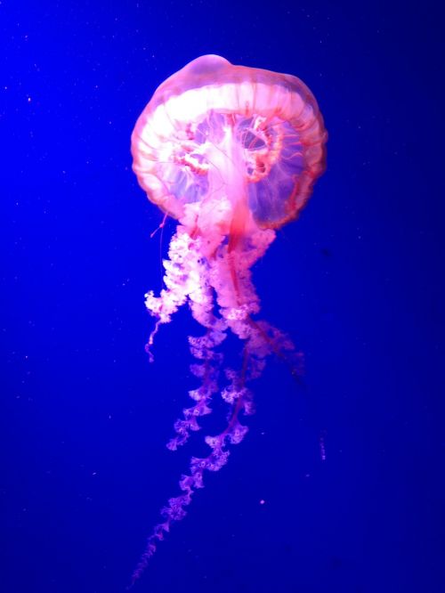 jellyfish beautiful blue