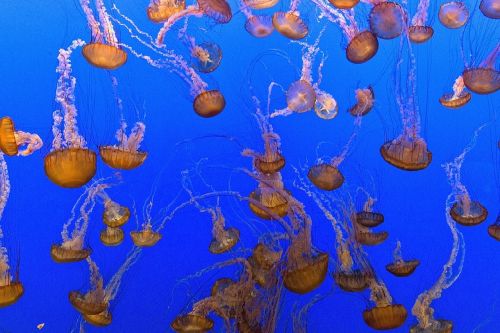 jellyfish aquarium swimming